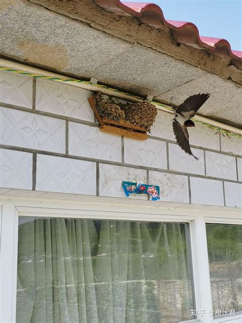 家門口有燕子 什麼花最好養